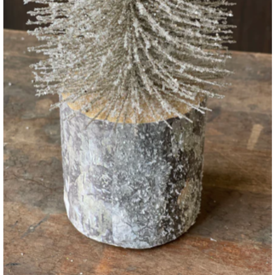 Snowy Foxtail Pine Tree