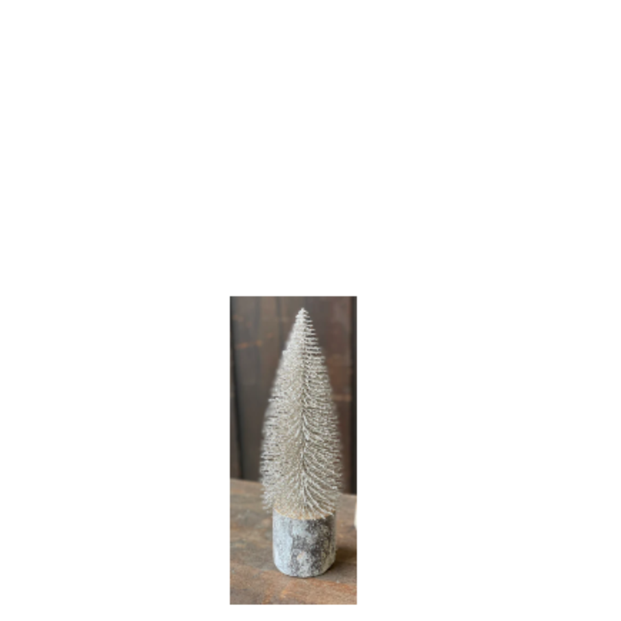 Snowy Foxtail Pine Tree