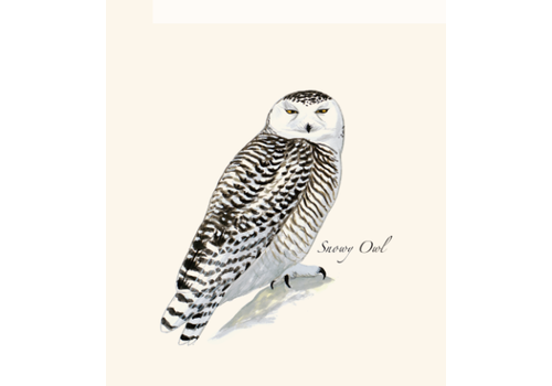  Earth sky water Snowy Owl Boxed Cards 