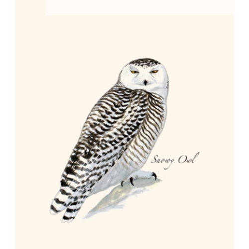  Earth sky water Snowy Owl Boxed Cards 