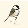 Earth sky water Chickadee Boxed Notecards