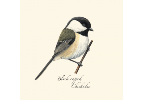  Earth sky water Chickadee Boxed Notecards 