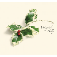 Holly Asst Boxed Note Cards