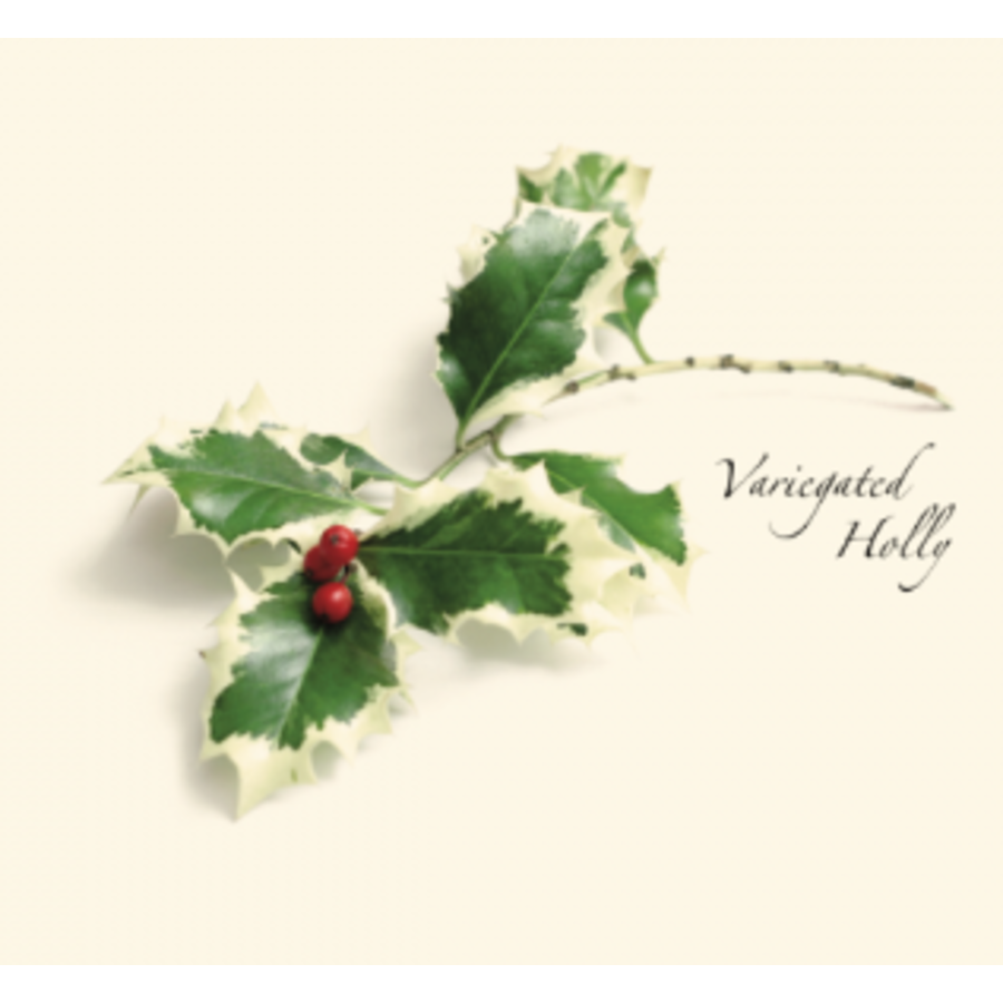 Holly Asst Boxed Note Cards