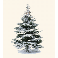 Winter Spruce Boxed Cards