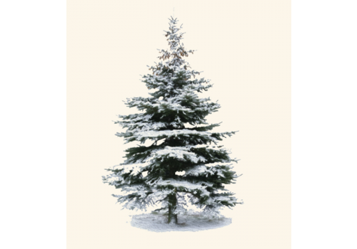  Earth sky water Winter Spruce Boxed Cards 