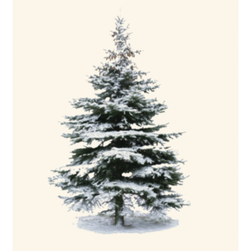  Earth sky water Winter Spruce Boxed Cards 