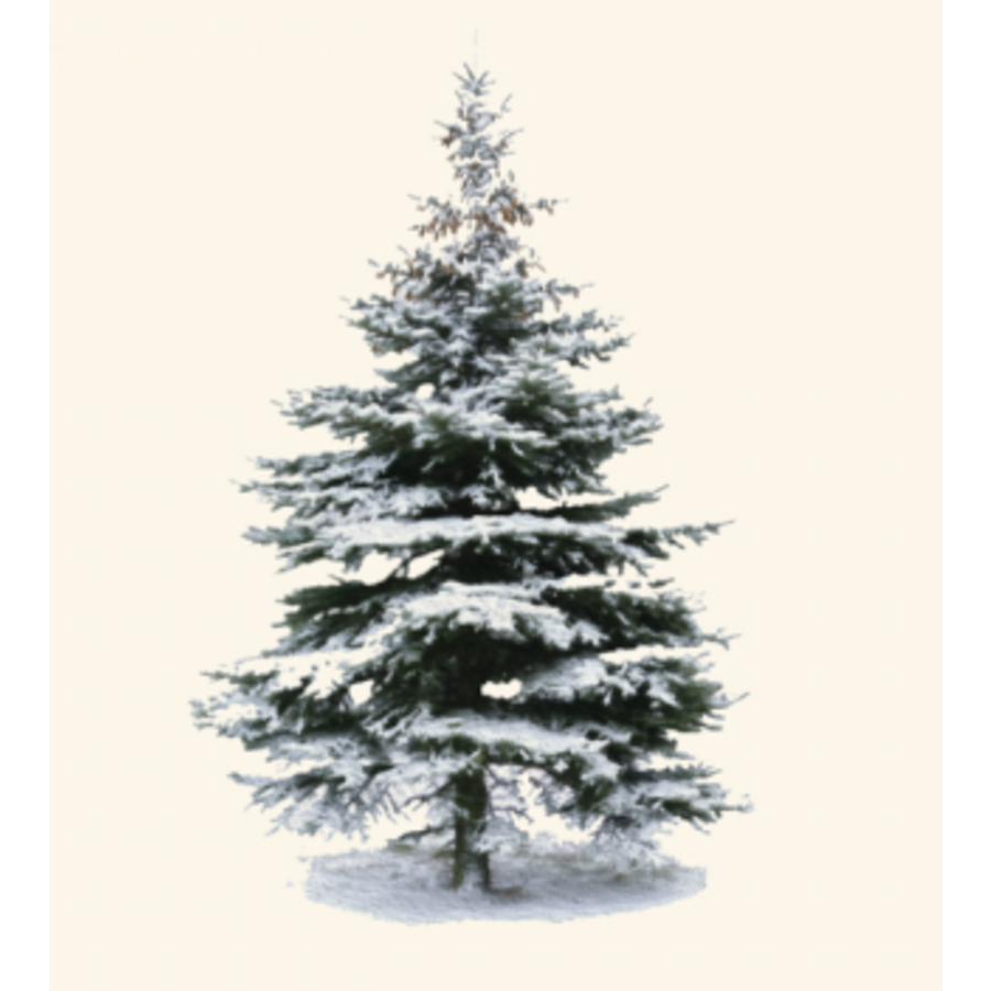 Winter Spruce Boxed Cards