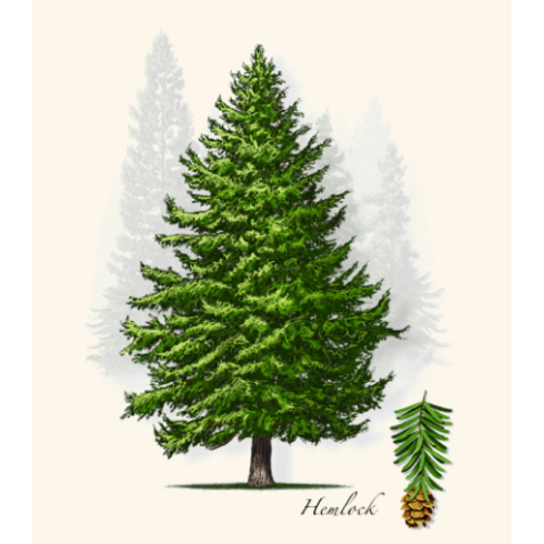  Earth sky water Hemlock Boxed Note Cards 