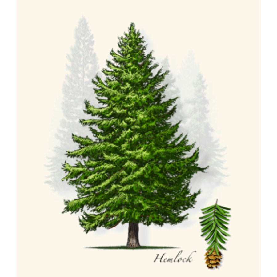 Hemlock Boxed Note Cards