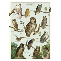 Owl Chart Gift Wrap