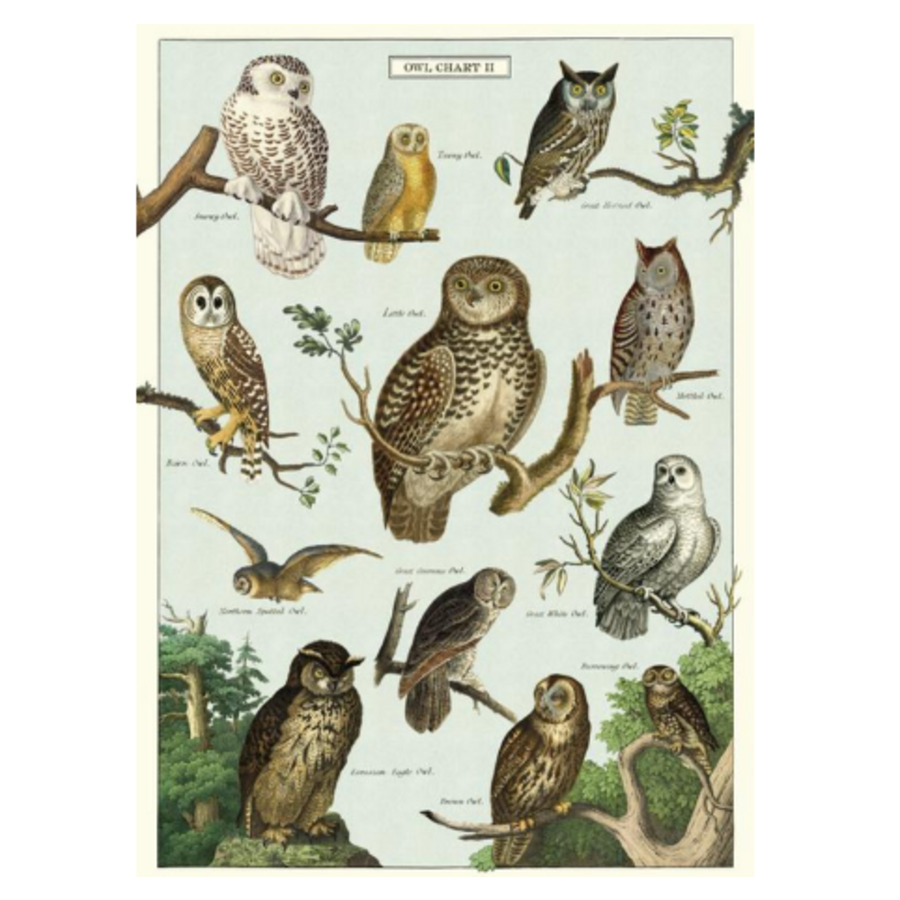 Owl Chart Gift Wrap