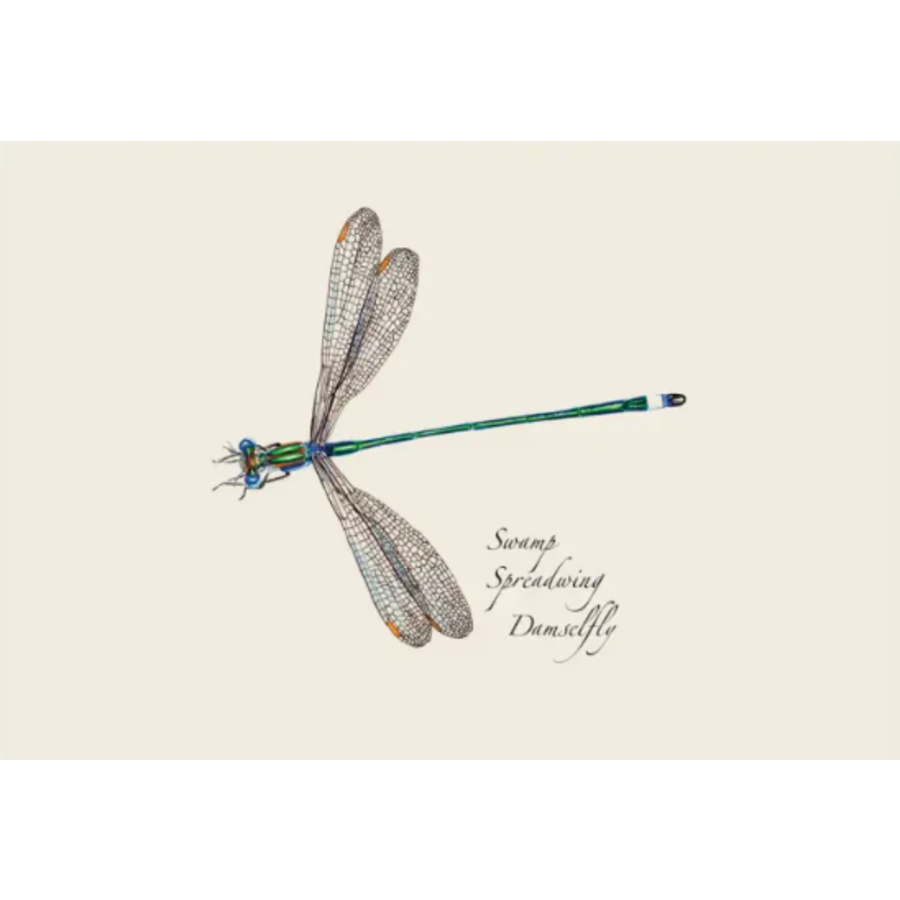 DFly & Damselfly Asst Boxed Note Cards
