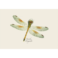 DFly & Damselfly Asst Boxed Note Cards