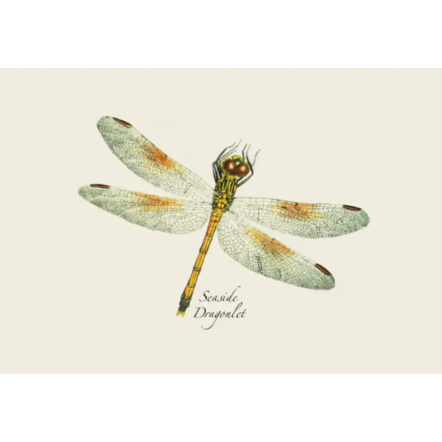 DFly & Damselfly Asst Boxed Note Cards