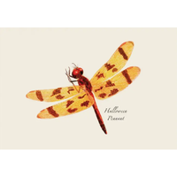 DFly & Damselfly Asst Boxed Note Cards