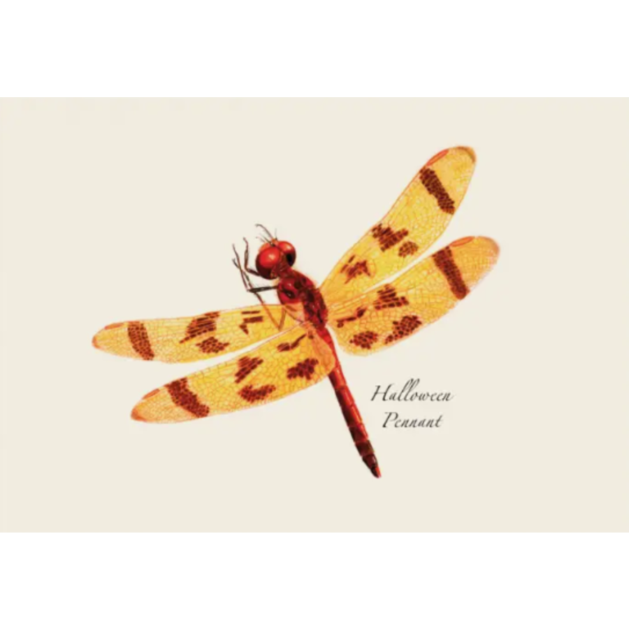 DFly & Damselfly Asst Boxed Note Cards