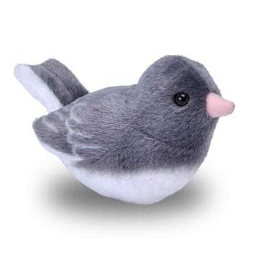 Dark Eyed Junco Audubon