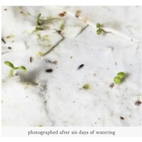 Plantable Wildflower Seed Card - Lavender