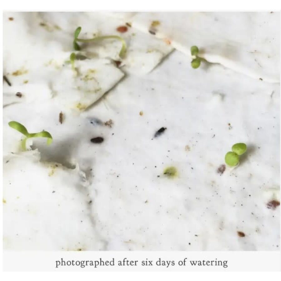 Plantable Wildflower Seed Card - Lavender