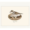 Earth sky water Plover Assorted Boxed Cards Earth sky water Plover Assorted Boxed Cards