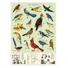 Cavallini Papers & Co Study of Birds Gift Wrap Cavallini Papers & Co Study of Birds Gift Wrap