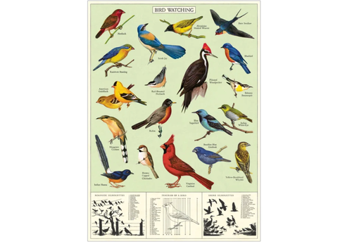  Cavallini Papers & Co Study of Birds Gift Wrap 