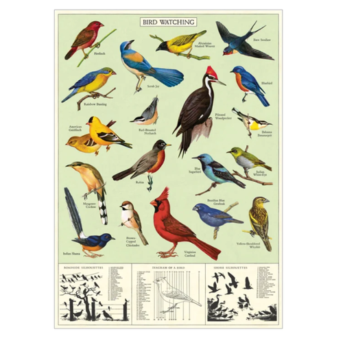  Cavallini Papers & Co Study of Birds Gift Wrap 