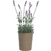 Creative Co-Op Lavender Paper Pot