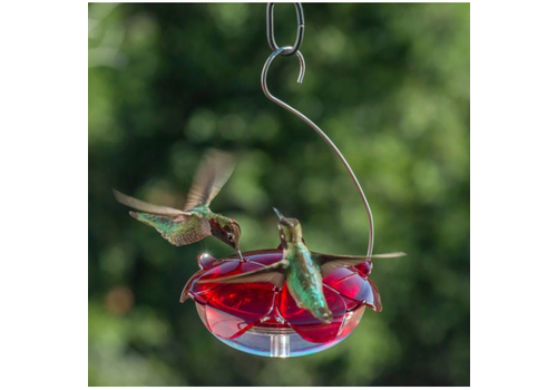  Ruby Sipper Hummingbird Feeder Clear 
