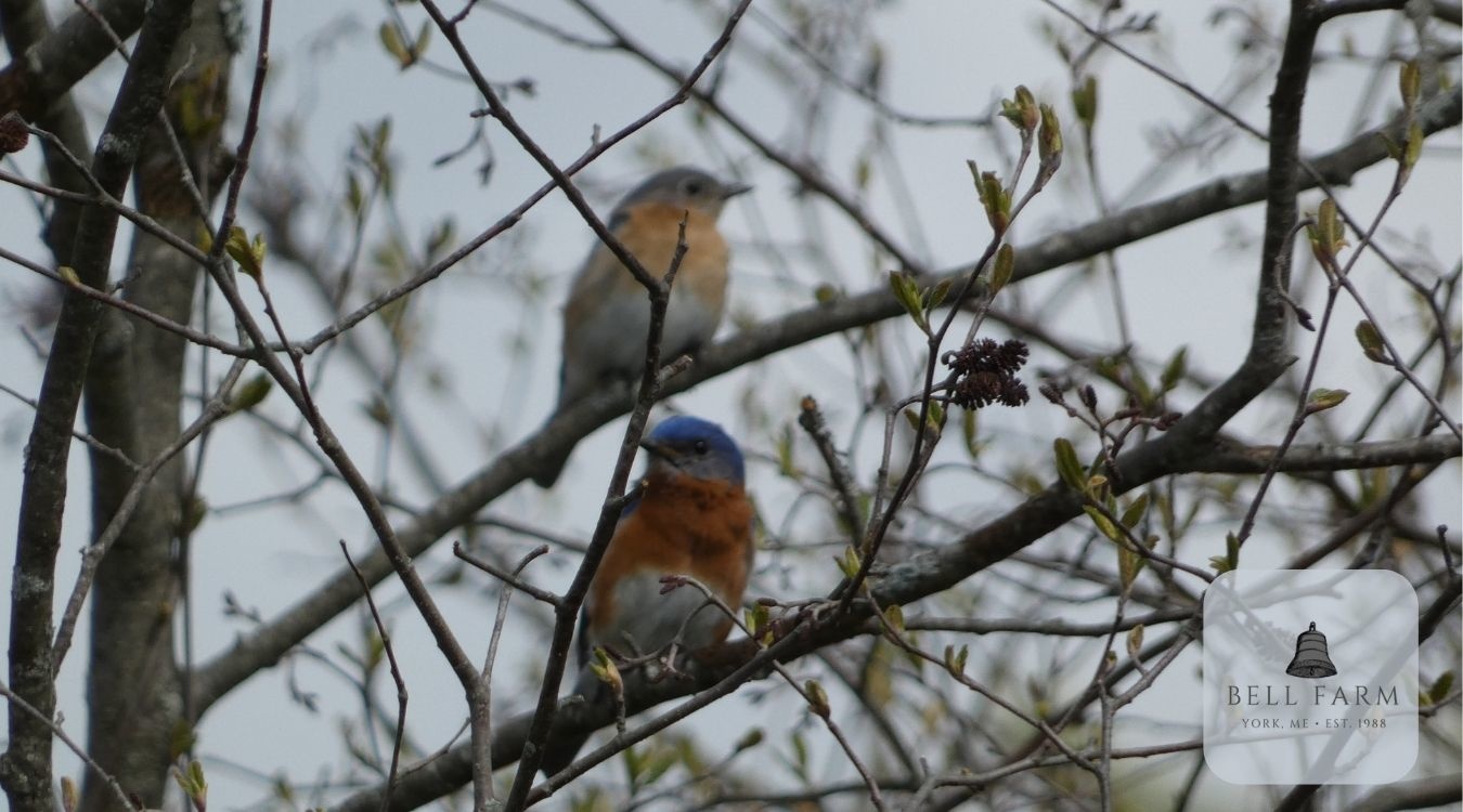 bluebird pair