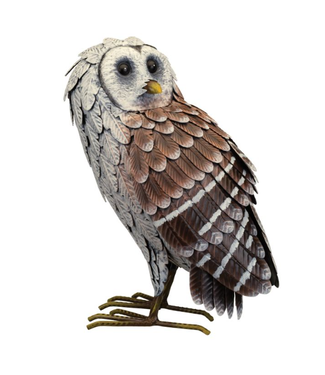 Barn Owl - Standing