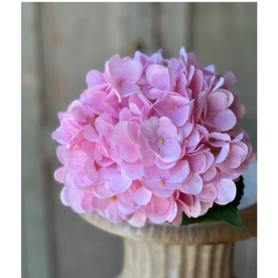 Cameo Hydrangea 22"