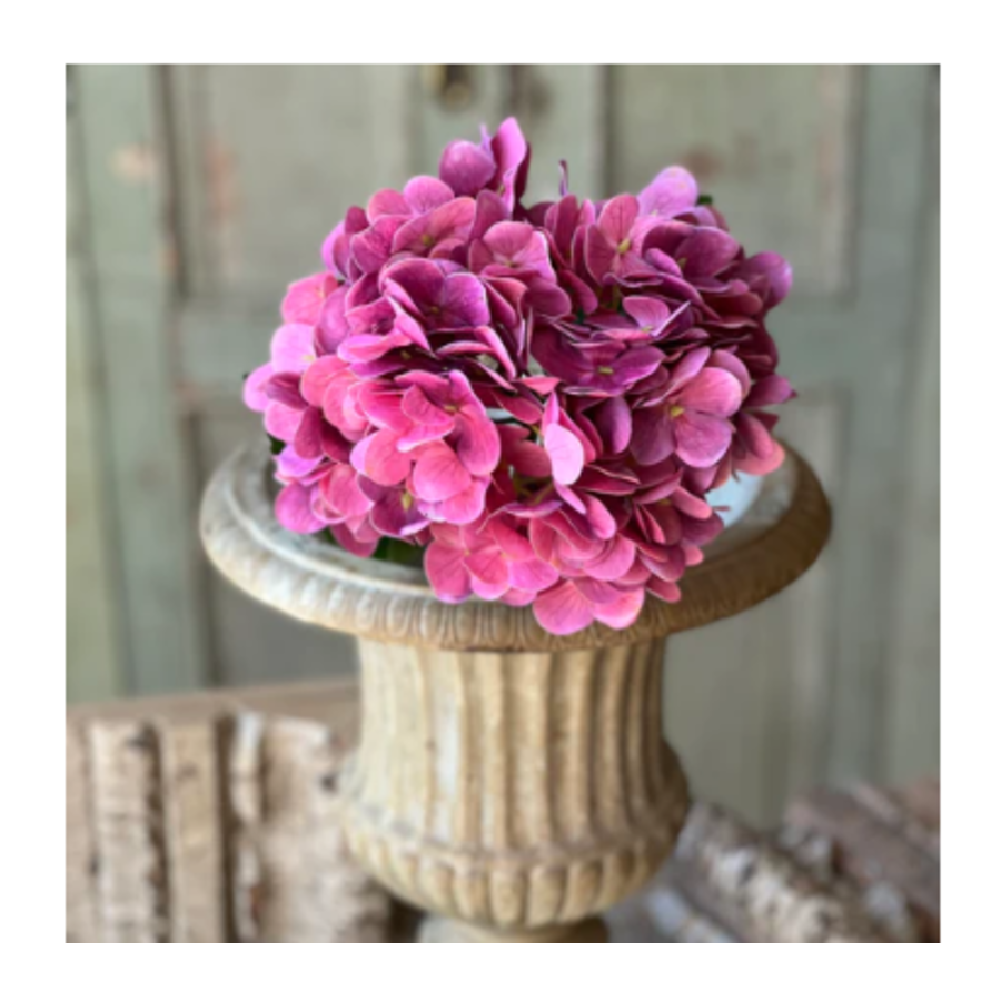 Cameo Hydrangea 22"
