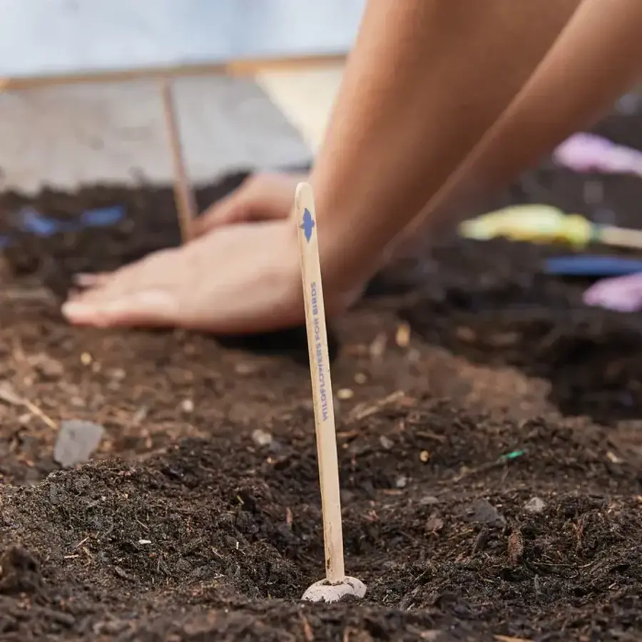 Pollinator Seed Pop - Song Bird