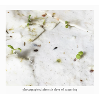 Plantable Herbs Card - Botanical Birthday