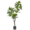 6' Potted Fiddle Leaf Fig Tree