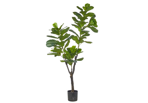  6' Potted Fiddle Leaf Fig Tree 