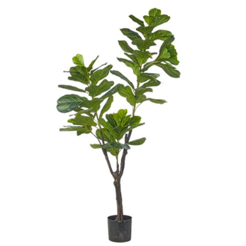  6' Potted Fiddle Leaf Fig Tree 