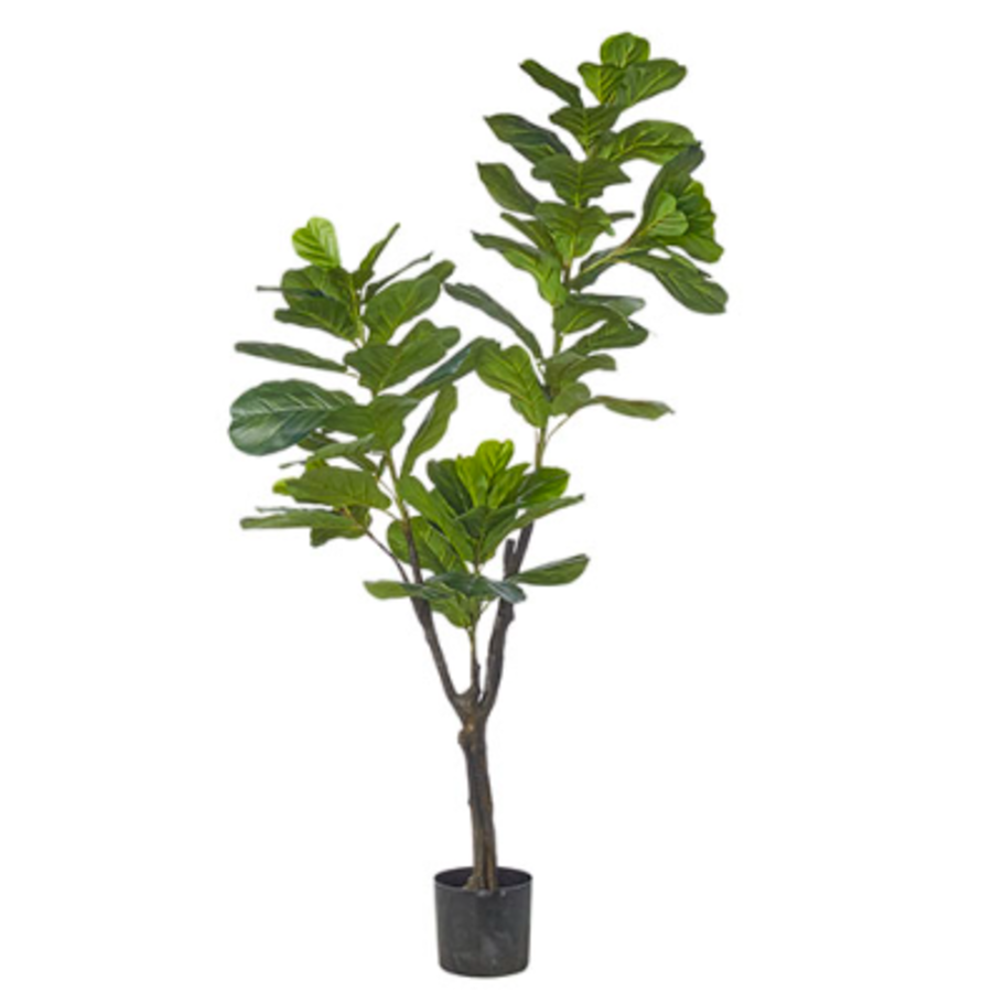 6' Potted Fiddle Leaf Fig Tree