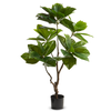 4.5' Potted Coffee Plant