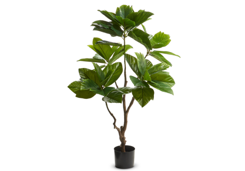  4.5' Potted Coffee Plant 