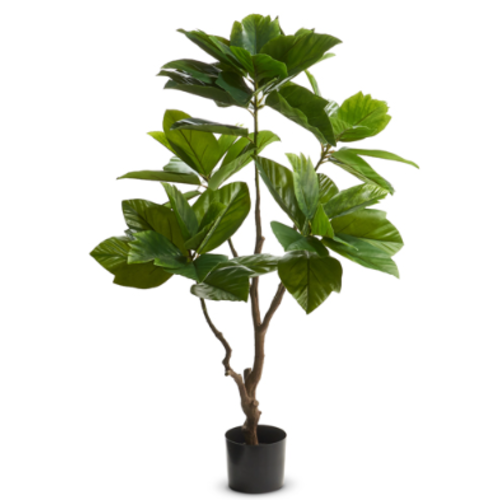  4.5' Potted Coffee Plant 