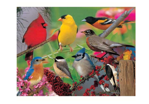  Backyard Birds Puzzle 500 PC 