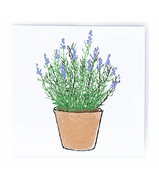 Molly O Lavender Plant Gift Enclosure