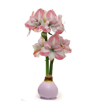 Bloomaker Lavender Bulb with Pink Blossoms