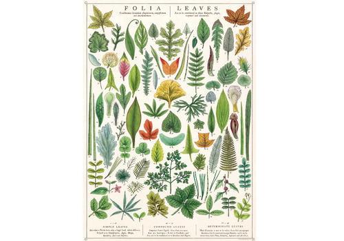  Cavallini Papers & Co Folia Leaves Gift Wrap 
