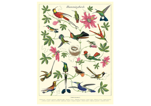  Cavallini Papers & Co Hummingbirds Gift Wrap 