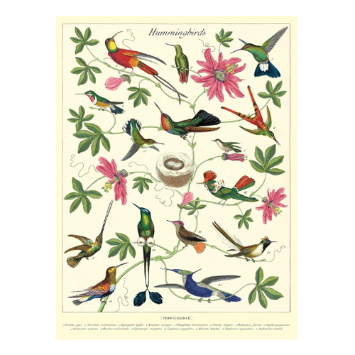  Cavallini Papers & Co Hummingbirds Gift Wrap 