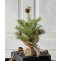 Greenup Pine Tree with Cones